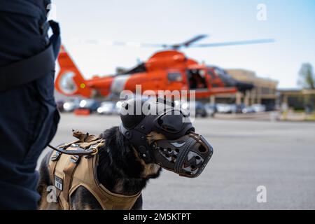 Coast Guard K-9 Petty Officer 1st Class Beny poses for a photo on the air field at Coast Guard Air Station San Francsico, California on March 23, 2022. This is K-9 Beny’s initial qualification for K9 hoisting. (Coast Guard photo by Petty Officer 3rd Class Hunter Schnabel) Stock Photo