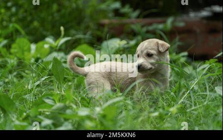 light brown color Cute Puppy playing on grass. small cute puppy in grass field, Indian street dog puppy, Animal outdoor : A little puppy dog sitting, Stock Photo