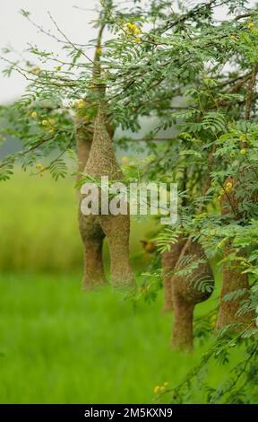 so many empty weaver bird nest, Wildlife - Weaver Birds Nest in Nature Skylark Nests, weaver bird Nest made of hay ,Skylark nests on branches in the a Stock Photo