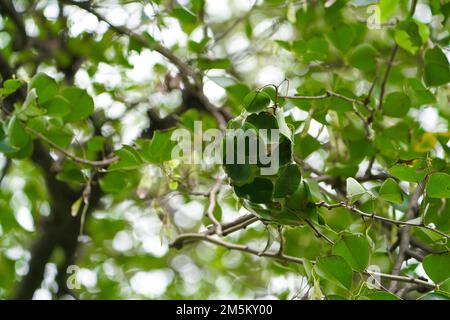 Big Red Ants Building Nest or home on tree with leaf, Red ants build home in teamwork power concept, Close-up Leaf wrapped as a nest of red ants, Red Stock Photo