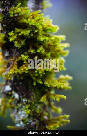 patches of moss growing on trees Stock Photo