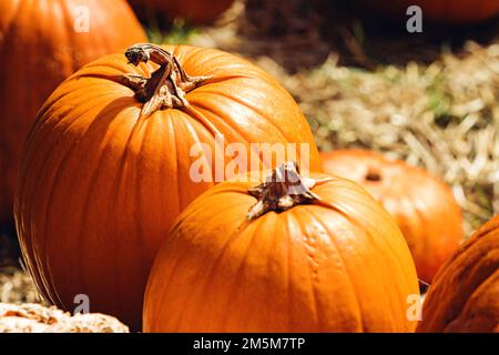 Close-up of big orange pumpkins on the farm. Fall decor Stock Photo