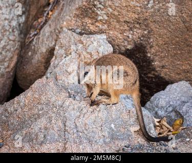 Furry and cute rock wallaby on Magnetic Island in Townsville Stock Photo