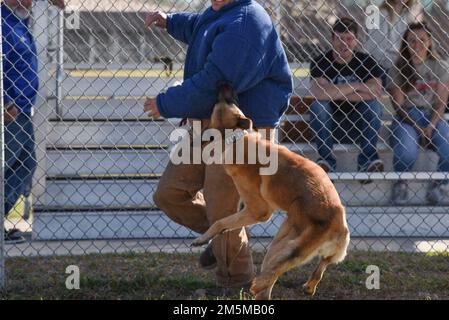 Military working dogs and handlers with the 802nd Security Forces Squadron practice bite work March 25, 2022. The 802nd SFS safeguards Joint Base San Antonio-Lackland, Texas. Stock Photo