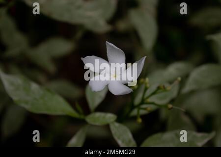 White Mondokaki flower (abernaemontana divaricata) in full bloom with blur background Stock Photo