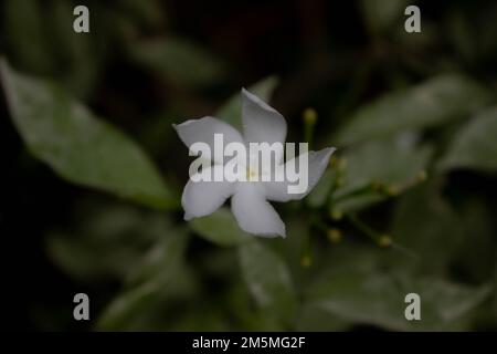 White Mondokaki flower (abernaemontana divaricata) in full bloom with blur background Stock Photo