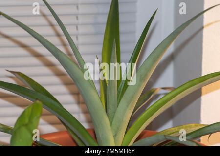 Exotic Pineapple Plant Up Close: A Study in Beauty and Detail Stock Photo