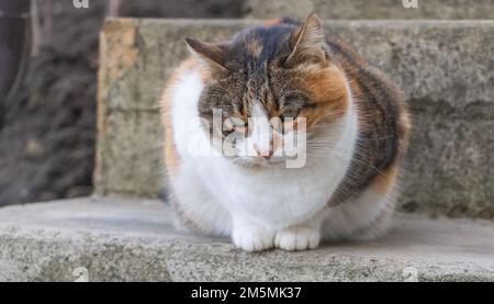 A Tri-Colored Cat Sits Proudly on Outdoor Stairs close up Stock Photo