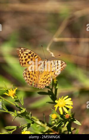 Butterfly, known as La pafia or Spanish Tobacco or Fritillaria Argynnis  paphia Linnaeus is a butterfly belonging to the Nymphalidae family Stock  Photo
