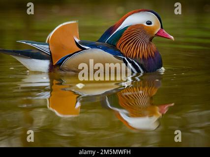 Louth, Lincolnshire, England.  Double Ducks’  A colourful manderin duck pictured on a small duck pond near Louth in Lincolnshire, England.  A pretty a Stock Photo