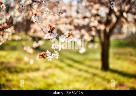 Abstract soft focus sunset blooming cherry landscape spring flowers and warm golden hour sunset sunrise. Tranquil spring summer nature blurred closeup Stock Photo