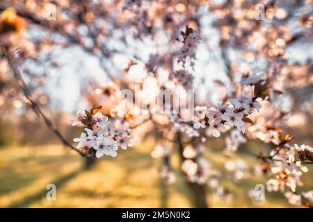 Abstract soft focus sunset blooming cherry landscape spring flowers and warm golden hour sunset sunrise. Tranquil spring summer nature blurred closeup Stock Photo