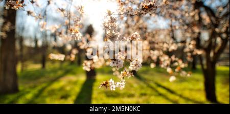 Abstract soft focus sunset blooming cherry landscape spring flowers and warm golden hour sunset sunrise. Tranquil spring summer nature blurred closeup Stock Photo