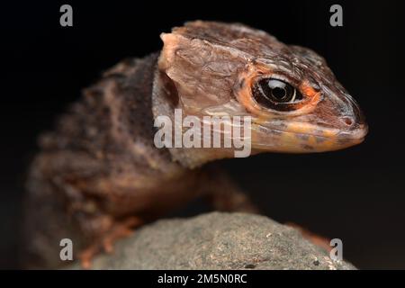 croc skink close up face Stock Photo