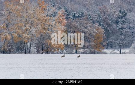 Two deer running on meadow with autumn trees covered with snow. Czech landscape, wildlife animals Stock Photo
