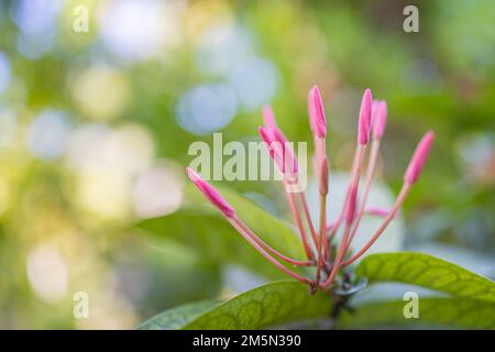 Closeup of beautiful floral natural background, artistic nature macro. Spring summer background, blurred bokeh foliage, colorful nature view. Exotics Stock Photo