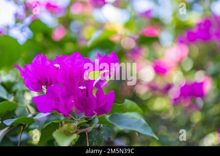 Closeup of beautiful floral natural background, artistic nature macro. Spring summer background, blurred bokeh foliage, colorful nature view. Exotics Stock Photo