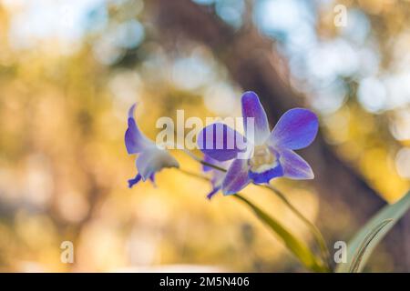 Pink Phalaenopsis or Moth dendrobium Orchid flowers. Beautiful orchid flower blooming at tropical garden blurred foliage. Abstract blooming exotic Stock Photo