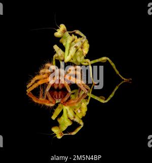 The mirroring image of a praying mantis and a Mexican fire legs trantul on a black background Stock Photo