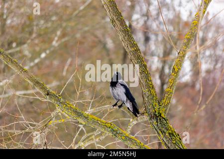 The Hooded Crow, Corvus cornix, also called the Hoodie or Hooded Crow, is a Eurasian bird species in the genus Corvus. The gray crow sits on a dry tre Stock Photo