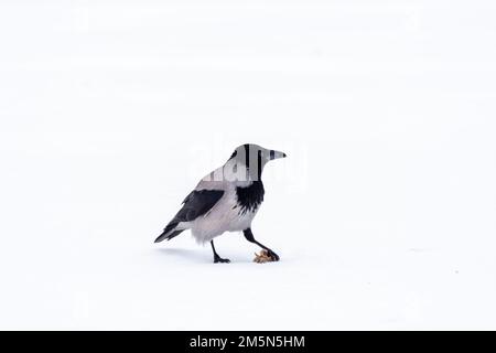Hooded crow walking isolated on white background Stock Photo