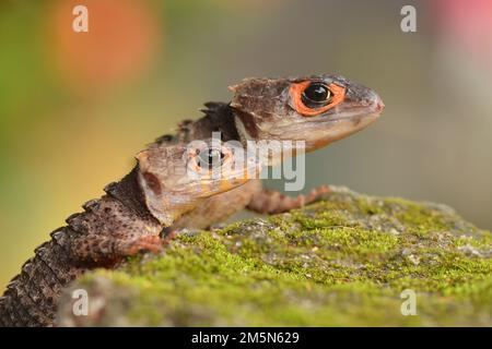 Two Croc skink in nature Stock Photo