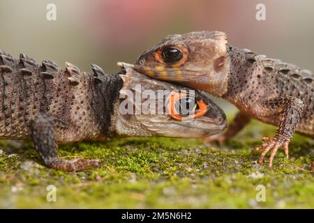 Two Croc skink in nature Stock Photo