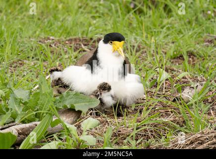 Masked lapwing (plover) sitting on its nest whilst watching on of its young chicks. Stock Photo