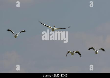 Non Exclusive: December 28, 2022, Toluca, Mexico : A group of 100 American pelicans migrated to the 'Tlachaloya lagoons' located north of the city of Stock Photo