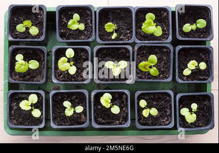 A tray of geranium or pelargonium seedlings, variety Cabaret Mixed, in plastic pots Stock Photo