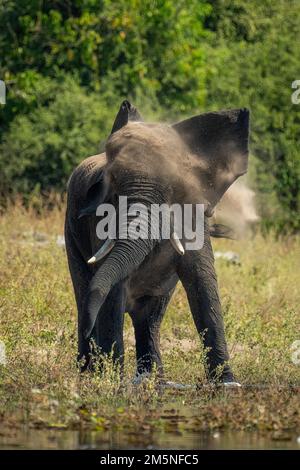 African elephant stands shaking head on riverbank Stock Photo - Alamy