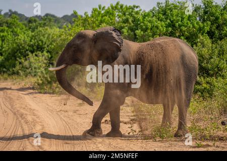 African elephant stands shaking soil off body Stock Photo - Alamy