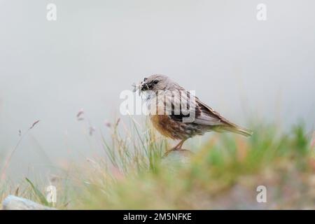 Alpenbraunelle, Prunella collaris, Alpine Accentor Stock Photo