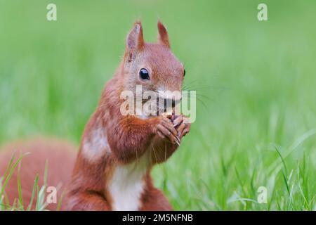 Eurasisches Eichhoernchen, Sciurus vulgaris, Eurasian red squirrel Stock Photo