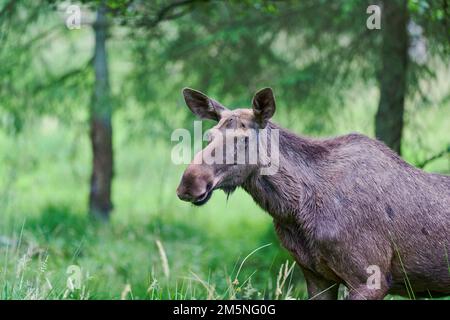 Europaeischer Elch, Alces alces, European moose Stock Photo