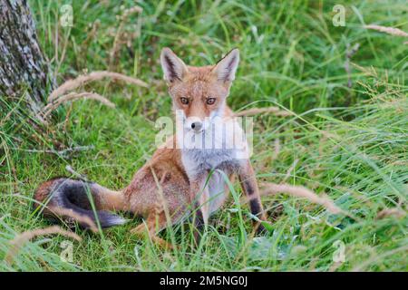 Rotfuchs, Vulpes vulpes, Red Fox Stock Photo