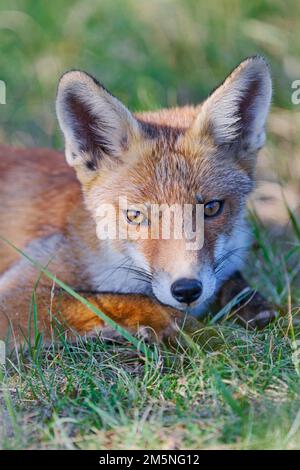 Rotfuchs, Vulpes vulpes, Red Fox Stock Photo