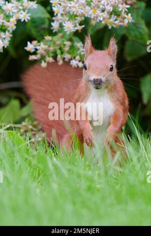 Eurasisches Eichhoernchen, Sciurus vulgaris, Eurasian red squirrel Stock Photo