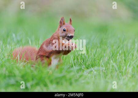 Eurasisches Eichhoernchen, Sciurus vulgaris, Eurasian red squirrel Stock Photo