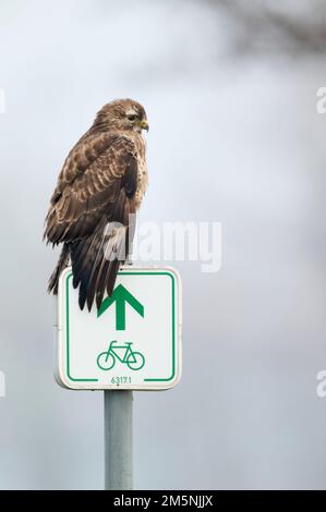 Maeusebussard, Buteo buteo, Common Buzzard Stock Photo