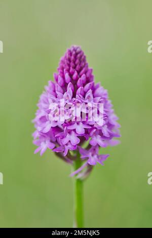 Pyramiden Hundswurz ,Anacamptis pyramidalis,Pyramidal orchid Stock Photo