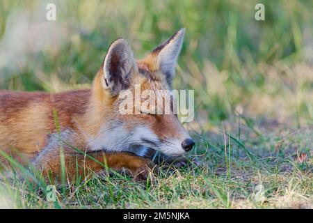 Rotfuchs, Vulpes vulpes, Red Fox Stock Photo