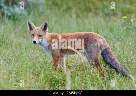 Rotfuchs, Vulpes vulpes, Red Fox Stock Photo