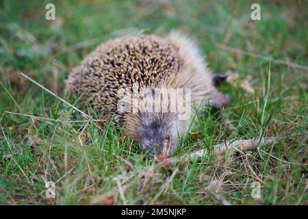 Westeuropaeischer Igel, Erinaceus europaeus, European Hedgehog Stock Photo