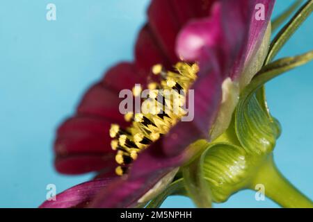 Jewellery basket (Cosmos bipinnatus cv.), Berlin, Germany Stock Photo