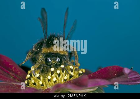 A honey bee (Apis mellifera) collects nectar on a jewel beetle (Cosmos bipinnatus cv.), Berlin, Germany Stock Photo