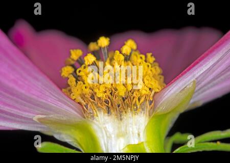 Close-up of the jewel basket (Cosmos bipinnatus cv.), Berlin, Germany Stock Photo