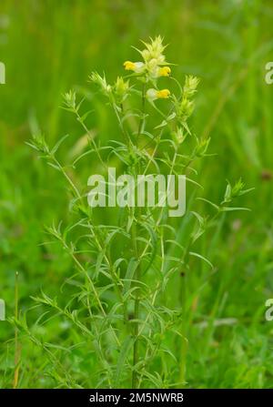 Blooming Rattle, Rhinanthus plant in natural environment, closeup photo. Stock Photo