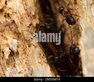 Swarming carpenter ants, Camponotus on wood Stock Photo