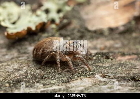 Jumping spider, Evarcha falcata on wood, macro photo Stock Photo
